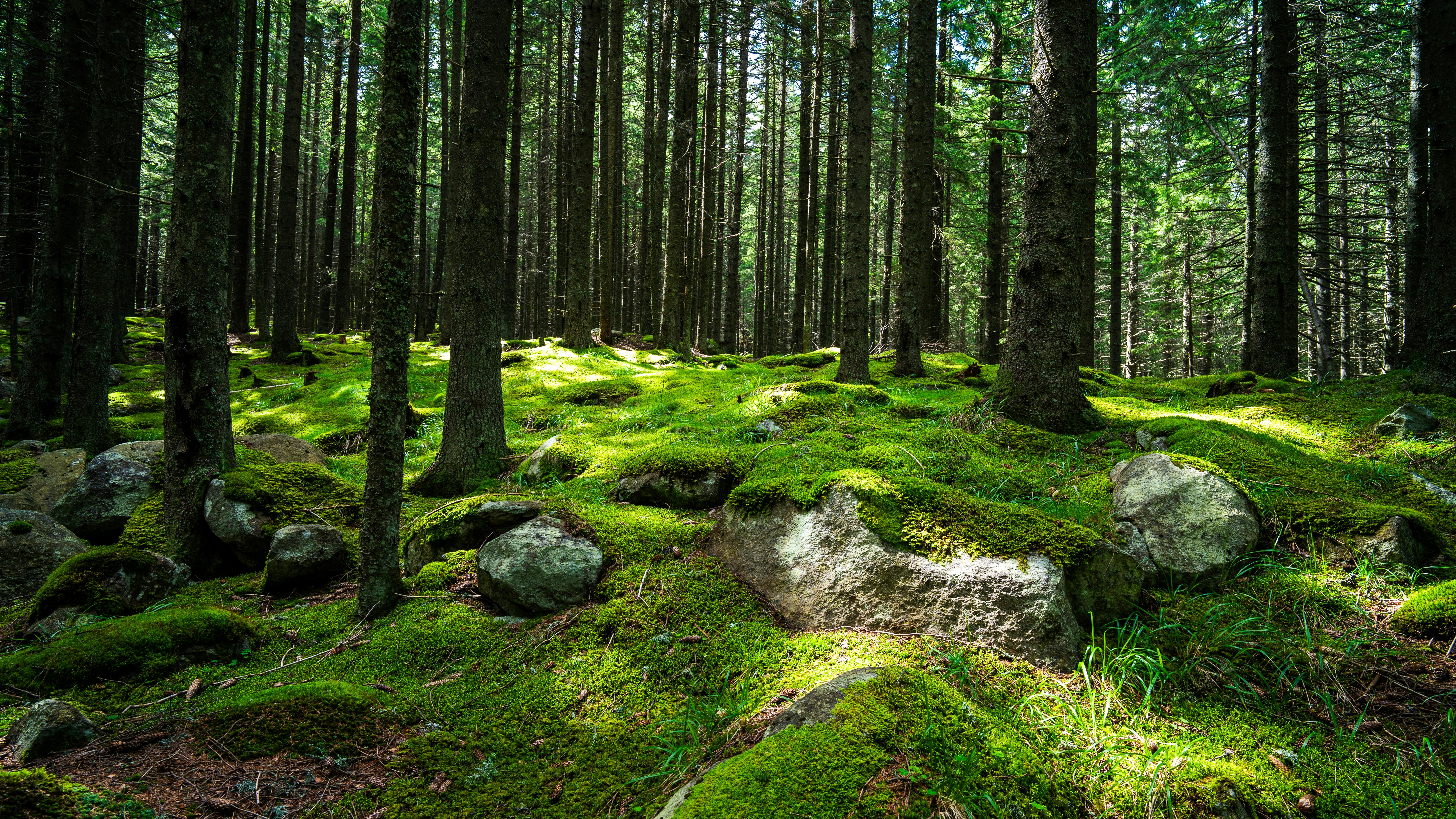 Forêt du Haut-Jura
